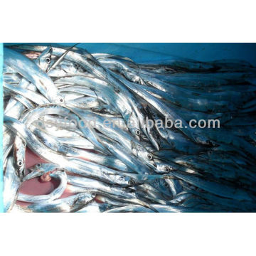 frozen light-catch ribbonfish Indonesia